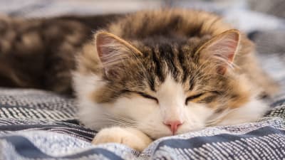 How many hours should my cat sleep? Memphis vet blog