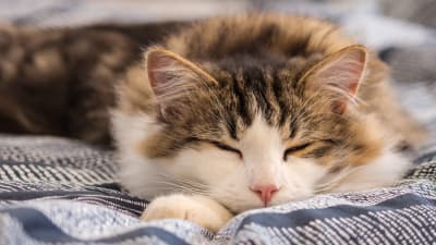 My cat sleeps constantly, when should I worry? | Memphis Emergency Vet