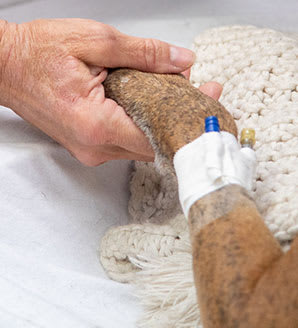 Veterinarians at Animal Emergency Center in Memphis