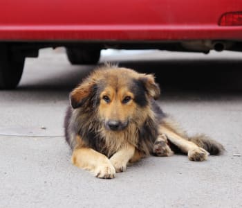 Dogs & Antifreeze