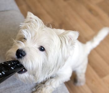 What to Do If Your Dog Ate a Battery