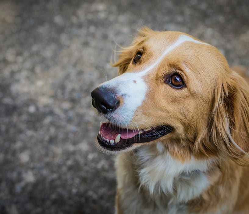 how can you tell if your puppy is constipated