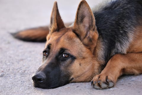 what is involved in spaying a dog