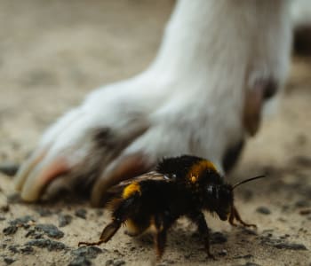 what should i do if my dog gets stung