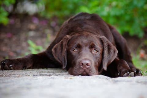 dog puking and pooping blood