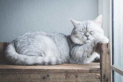 10 Cat Breeds That Make Great Indoor Companions